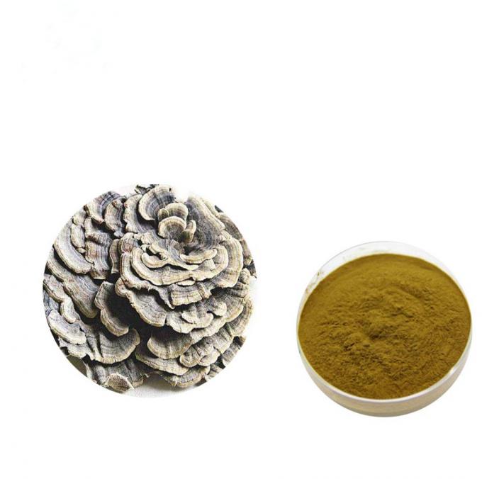 Reforce o amarelo coriolus de Brown do físico - pó versicolor do extrato 0