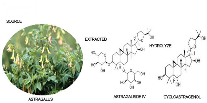 O suplemento ao alimento de CAS 78574-94-4 ativou o extrato da raiz do astrágalo 0