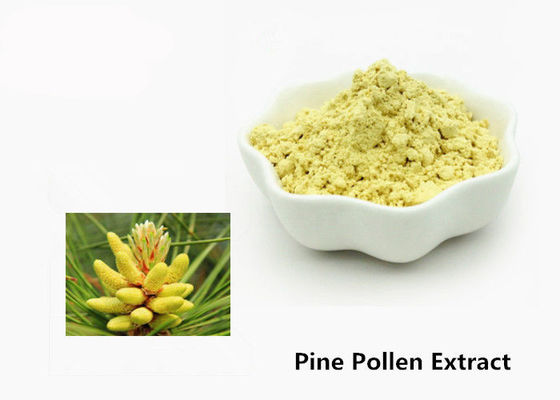 China Pó natural do extrato do pólen do pinho dos cuidados médicos 1kg fornecedor