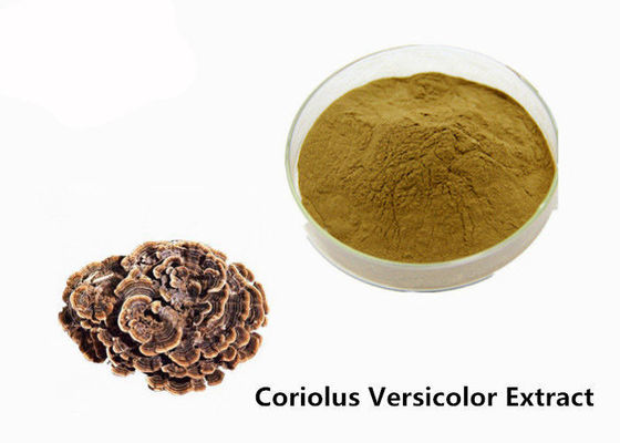 China Reforce o amarelo coriolus de Brown do físico - pó versicolor do extrato fornecedor