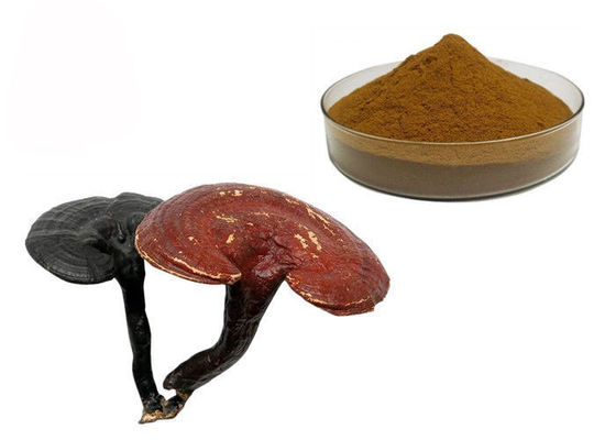 China Pó do extrato do cogumelo de Ganoderma Lucidum Reishi da pureza de 50% fornecedor