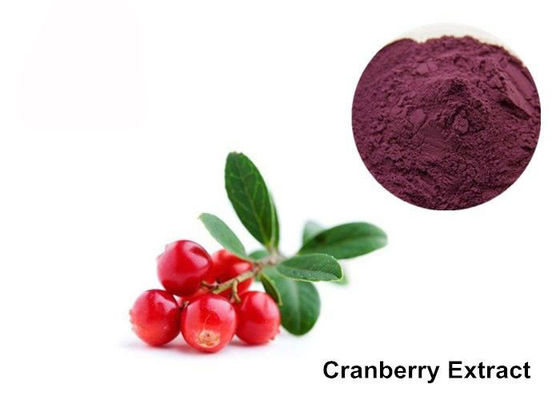 China Pó roxo do extrato da anticianina do vermelho 25% do fruto do arando fornecedor