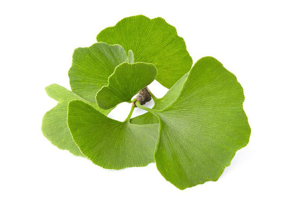 Pó de maioria de Biloba da nogueira-do-Japão da pressão sanguínea de Owering fornecedor