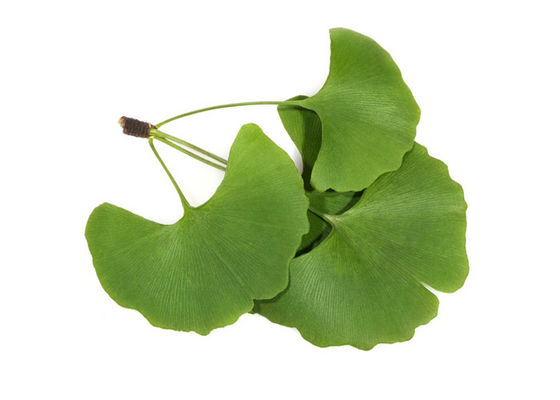 Pó seco orgânico do extrato de Biloba da nogueira-do-Japão das folhas de CAS 90045-36-6 fornecedor