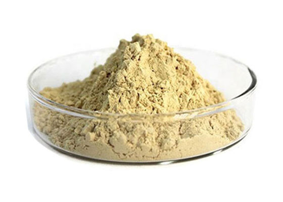 Pó natural do extrato do ginsém da raiz farmacêutica de 80% Panax fornecedor