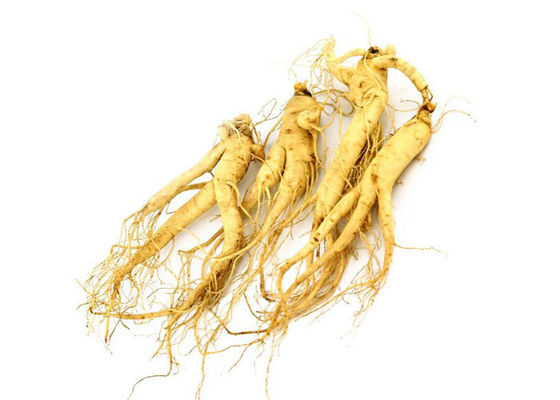 Pó natural do extrato do ginsém da raiz farmacêutica de 80% Panax fornecedor