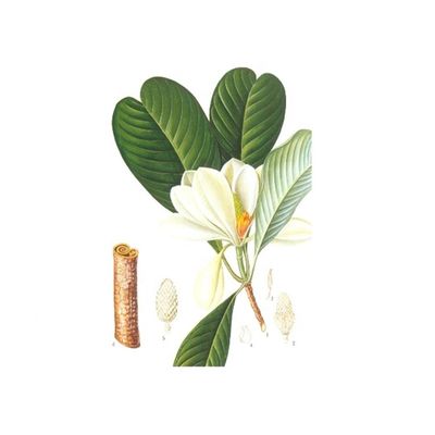 Anti extrato orgânico natural puro da casca da magnólia do esforço 98% fornecedor