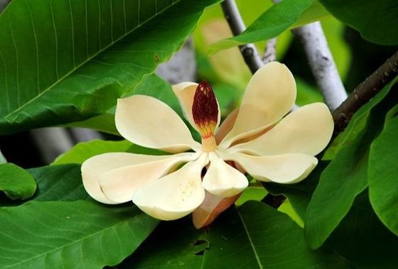 HPLC Magnolol/extrato da casca de Officinalis magnólia de Honokiol fornecedor