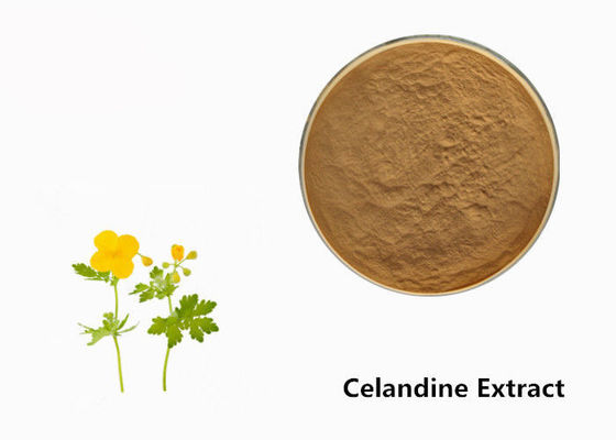 Pó do extrato da planta do Celandine fornecedor
