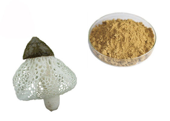 Extrato orgânico de Dictyophora Indusiata fornecedor