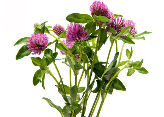 Pó do extrato do trevo vermelho dos Isoflavones da pureza 2,5% 8% 20% 40% fornecedor