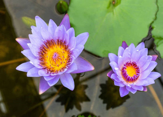 Extratos ervais orgânicos azuis de Lotus de pó da flor de Caerulea do Nymphaea fornecedor