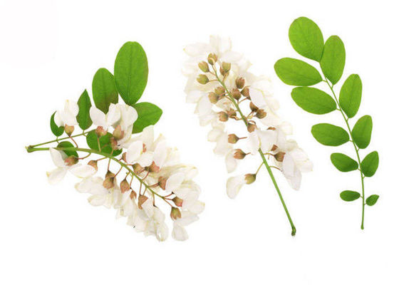 extrato 98% puro de Japonica do Sophora da peça da flor em botão do pó do Rutin de 95% fornecedor