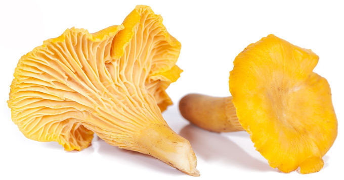 Pó do extrato do cogumelo de Chantarelle dos polisacáridos de 30% 0